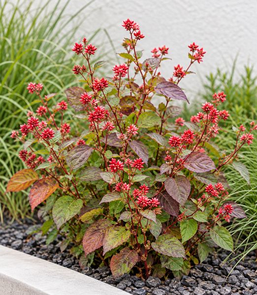 Persicaria chinensis ‘Indian Summer’